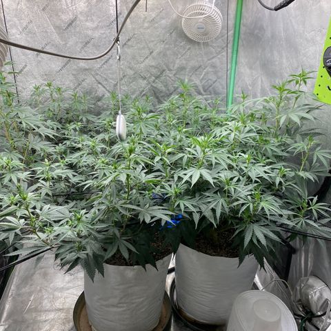 Key Lime Madness  growlog timeline photo