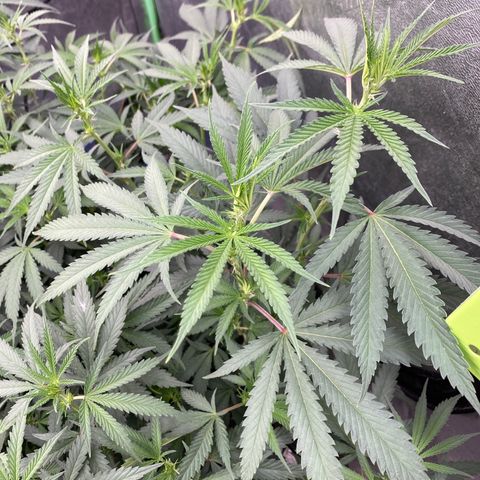 Key Lime Madness  growlog timeline photo