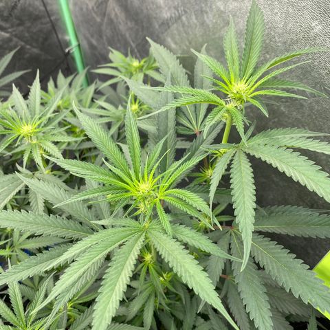 Key Lime Madness  growlog timeline photo