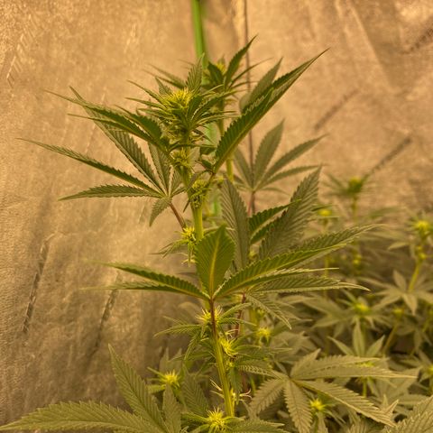 Key Lime Madness  growlog timeline photo