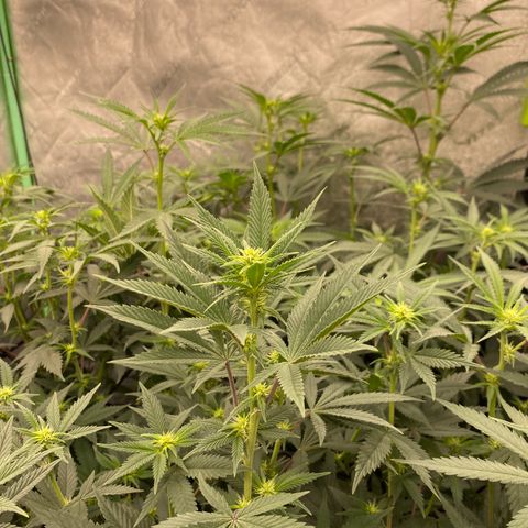 Key Lime Madness  growlog timeline photo