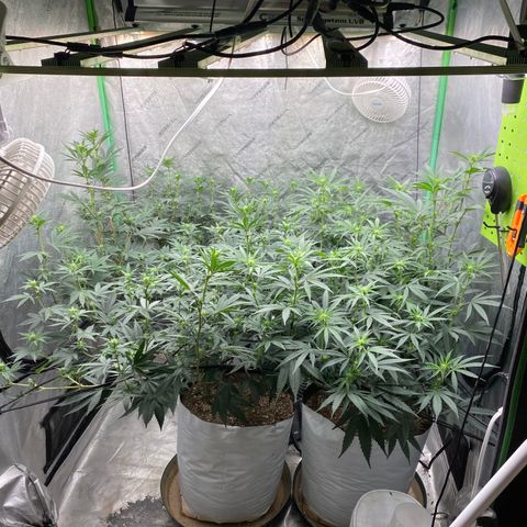 Key Lime Madness  growlog timeline photo