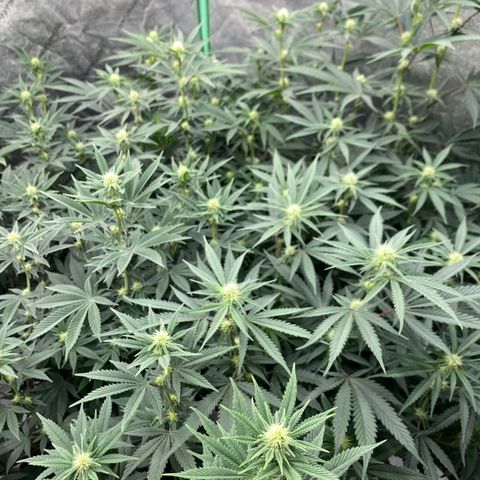 Key Lime Madness  growlog timeline photo
