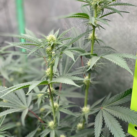Key Lime Madness  growlog timeline photo