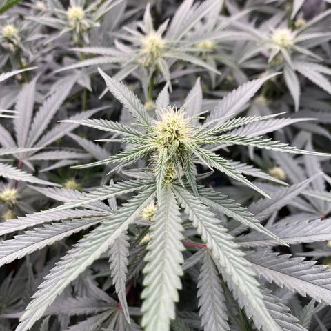 Key Lime Madness  growlog timeline photo
