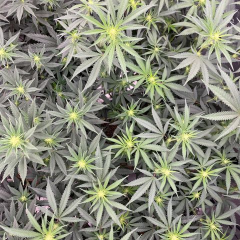 Key Lime Madness  growlog timeline photo
