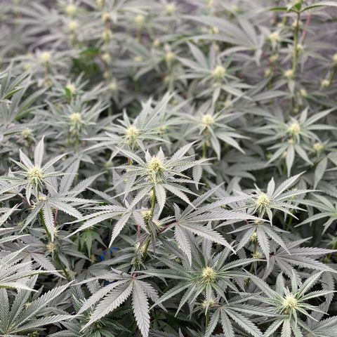 Key Lime Madness  growlog timeline photo