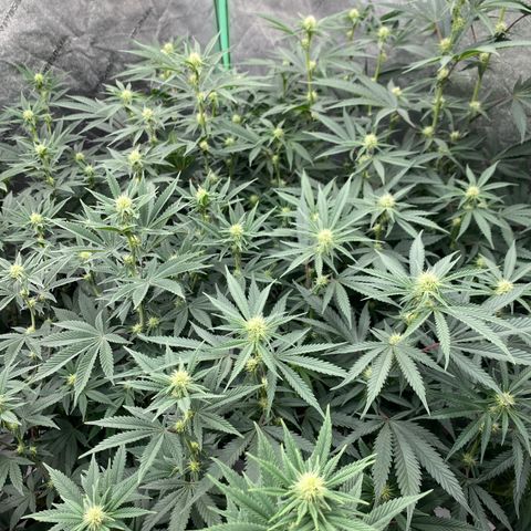 Key Lime Madness  growlog timeline photo