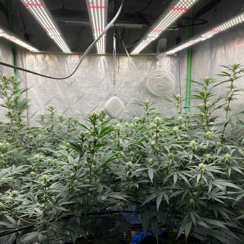 Key Lime Madness  growlog timeline photo