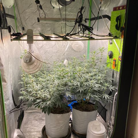 Key Lime Madness  growlog timeline photo