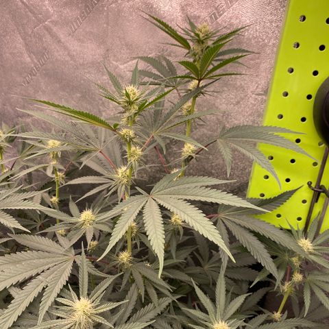Key Lime Madness  growlog timeline photo