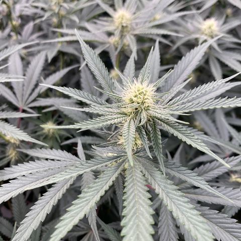 Key Lime Madness  growlog timeline photo