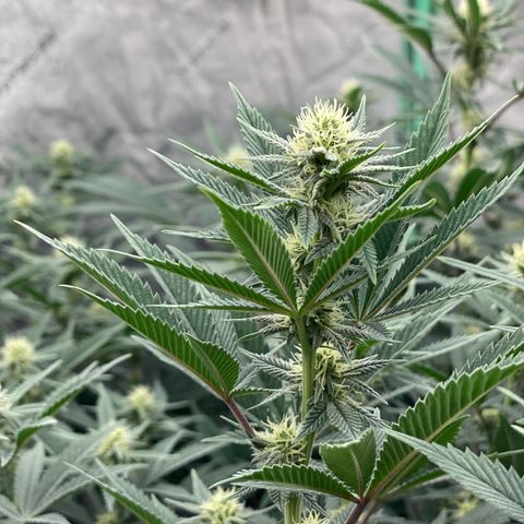 Key Lime Madness  growlog timeline photo