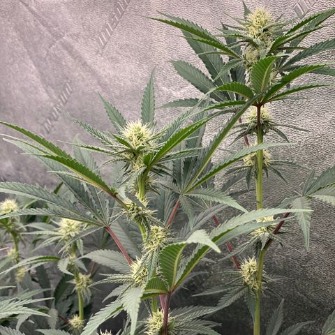Key Lime Madness  growlog timeline photo