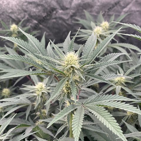 Key Lime Madness  growlog timeline photo