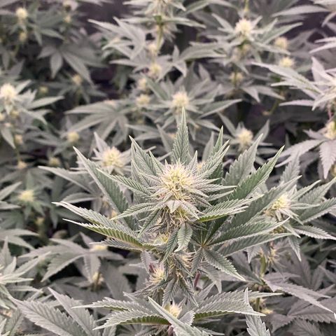 Key Lime Madness  growlog timeline photo