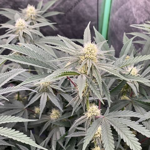 Key Lime Madness  growlog timeline photo
