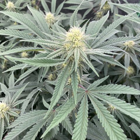 Key Lime Madness  growlog timeline photo