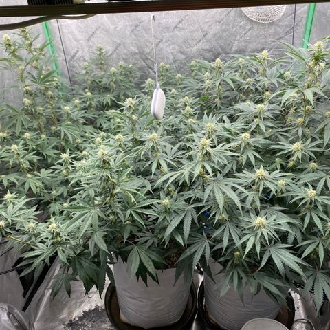 Key Lime Madness  growlog timeline photo
