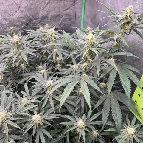 Key Lime Madness  growlog timeline photo