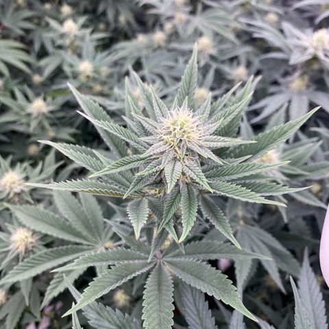 Key Lime Madness  growlog timeline photo