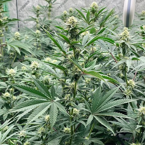 Key Lime Madness  growlog timeline photo