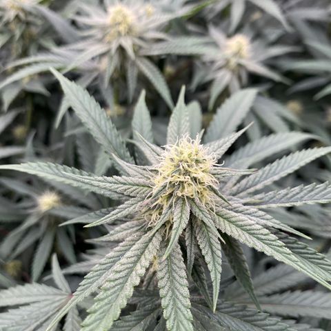 Key Lime Madness  growlog timeline photo