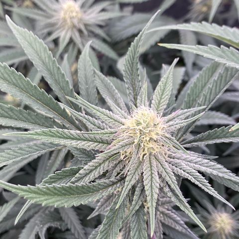 Key Lime Madness  growlog timeline photo