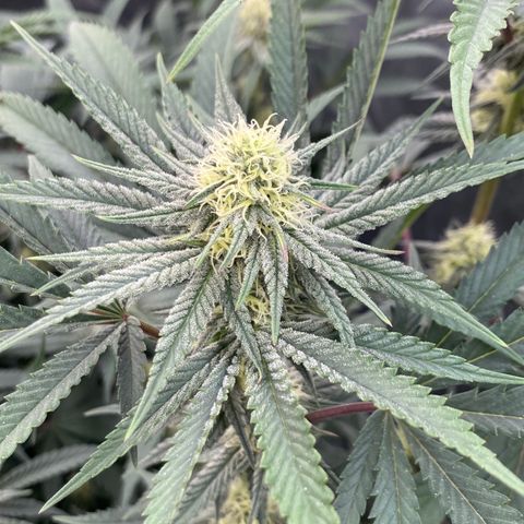 Key Lime Madness  growlog timeline photo