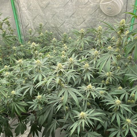 Key Lime Madness  growlog timeline photo