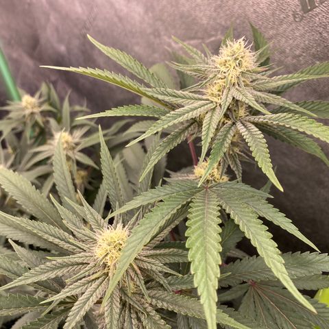Key Lime Madness  growlog timeline photo