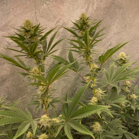 Key Lime Madness  growlog timeline photo