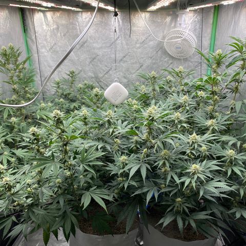 Key Lime Madness  growlog timeline photo