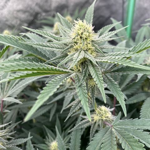 Key Lime Madness  growlog timeline photo