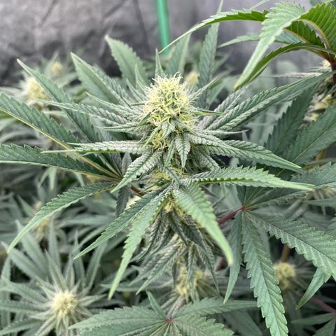 Key Lime Madness  growlog timeline photo