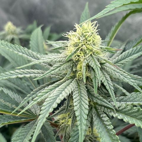 Key Lime Madness  growlog timeline photo