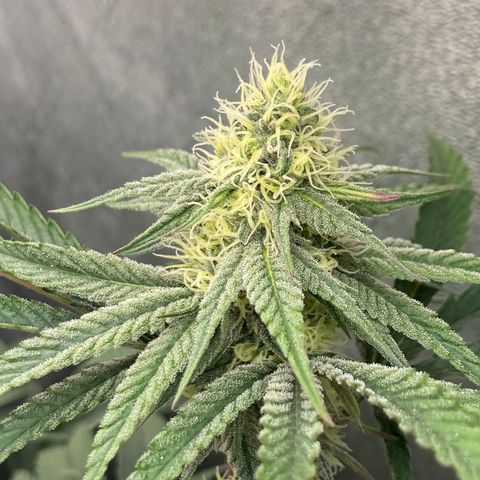 Key Lime Madness  growlog timeline photo