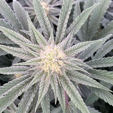 Key Lime Madness  growlog timeline photo
