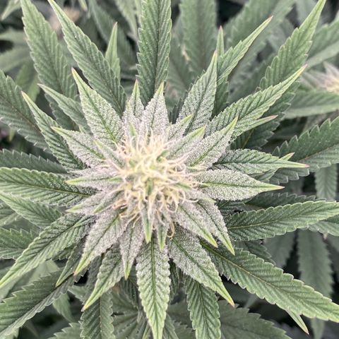 Key Lime Madness  growlog timeline photo