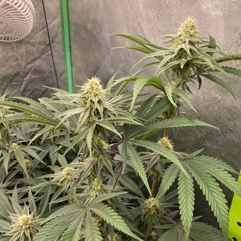 Key Lime Madness  growlog timeline photo