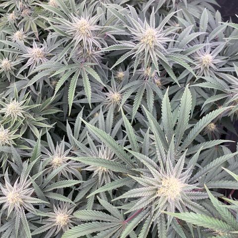 Key Lime Madness  growlog timeline photo