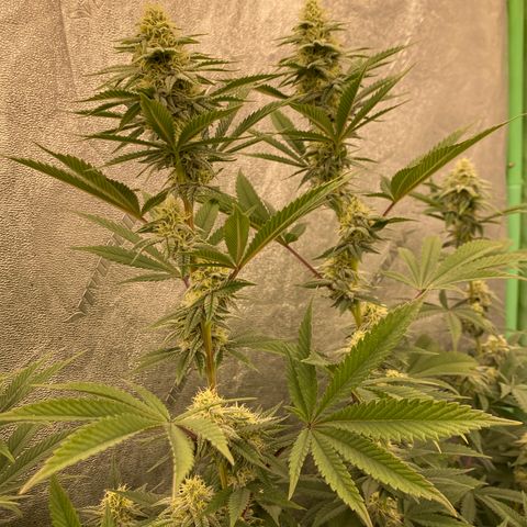 Key Lime Madness  growlog timeline photo