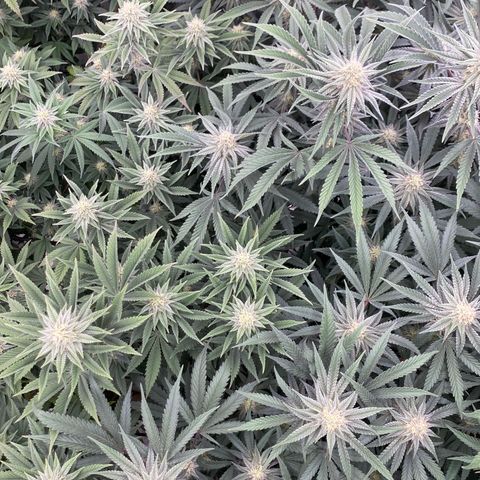 Key Lime Madness  growlog timeline photo
