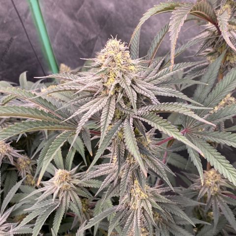 Key Lime Madness  growlog timeline photo