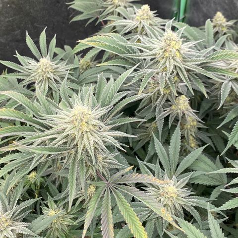 Key Lime Madness  growlog timeline photo