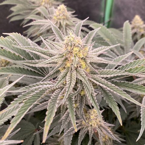 Key Lime Madness  growlog timeline photo