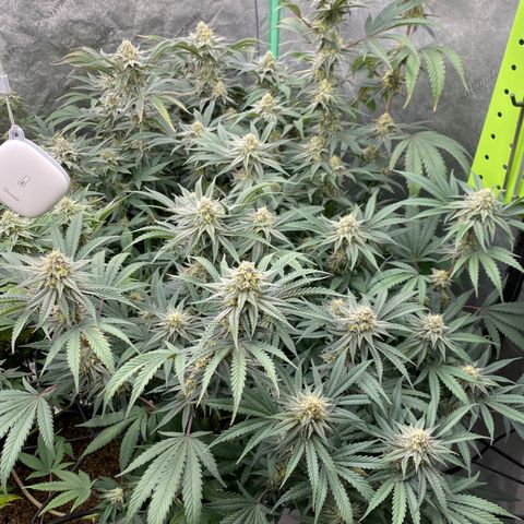 Key Lime Madness  growlog timeline photo