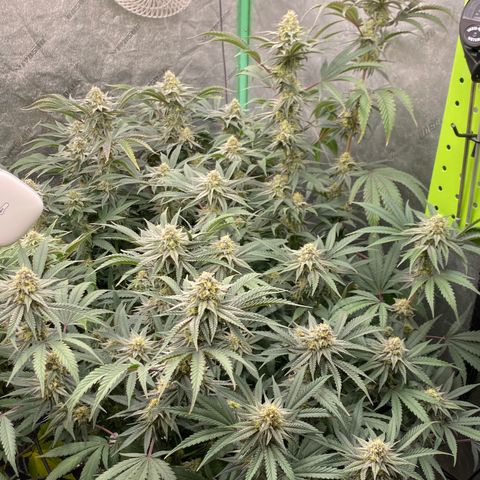 Key Lime Madness  growlog timeline photo