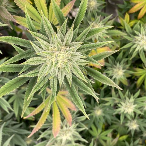 Key Lime Madness  growlog timeline photo