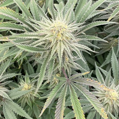 Key Lime Madness  growlog timeline photo